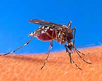 odstraszacz komarów