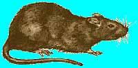 odstraszacz szczurów myszy